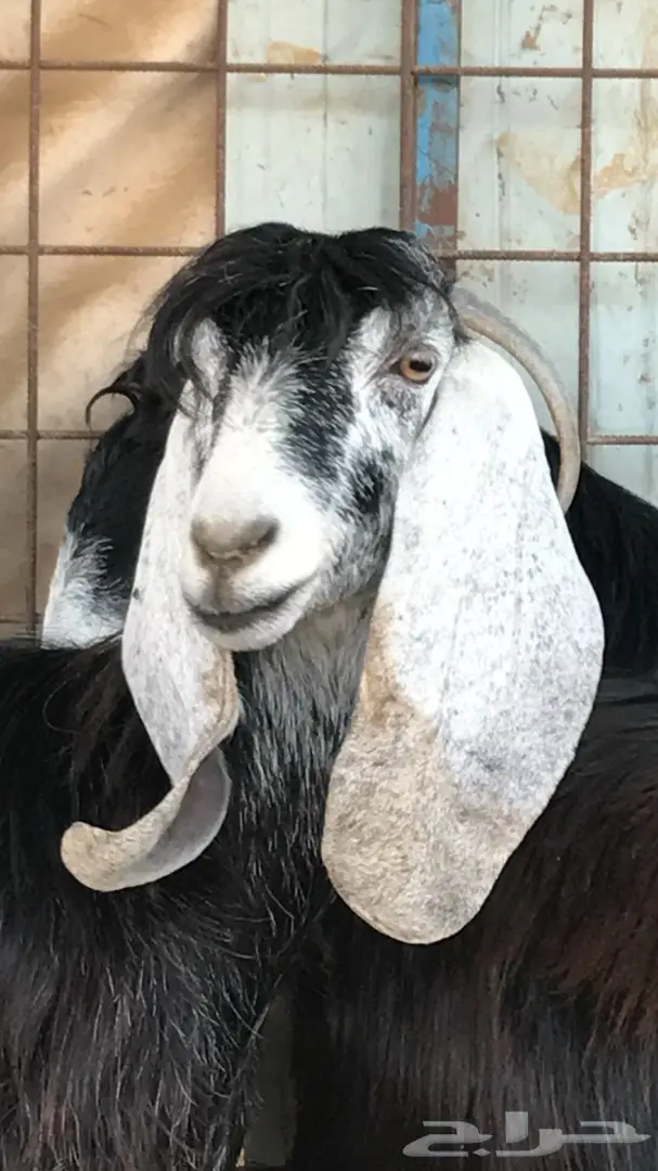 معزا عدد 23 مختلفة الاعمار شبب من مراح واحد ط (image 25)