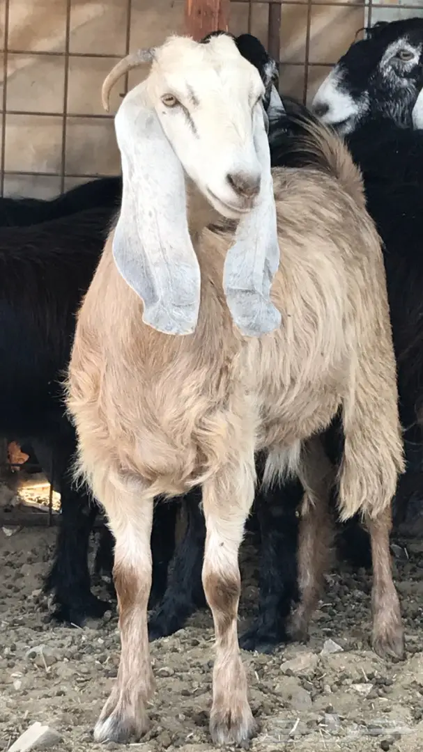 معزا عدد 23 مختلفة الاعمار شبب من مراح واحد ط (image 26)