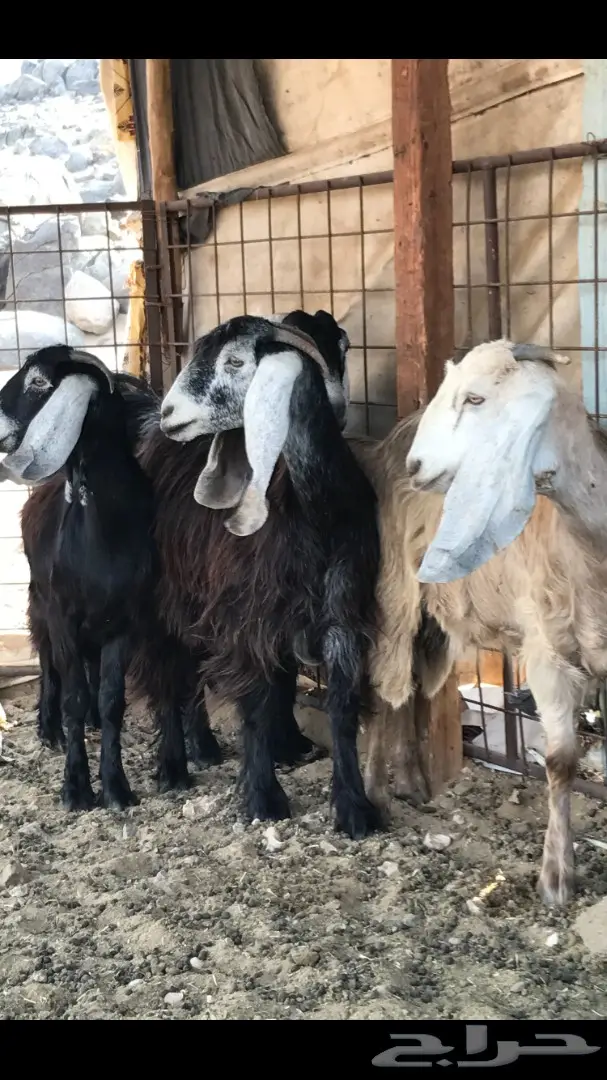 معزا عدد 23 مختلفة الاعمار شبب من مراح واحد ط (image 27)