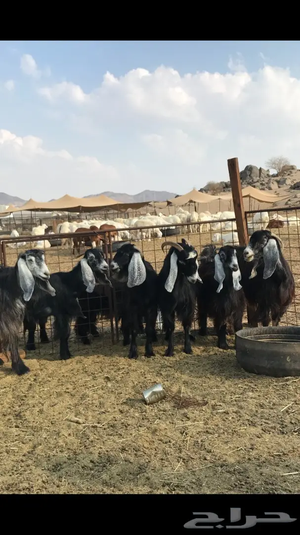 معزا عدد 23 مختلفة الاعمار شبب من مراح واحد ط (image 28)