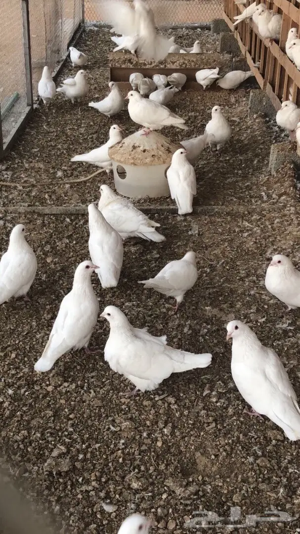 للبيع حمام لاحم فرنسي ابيض