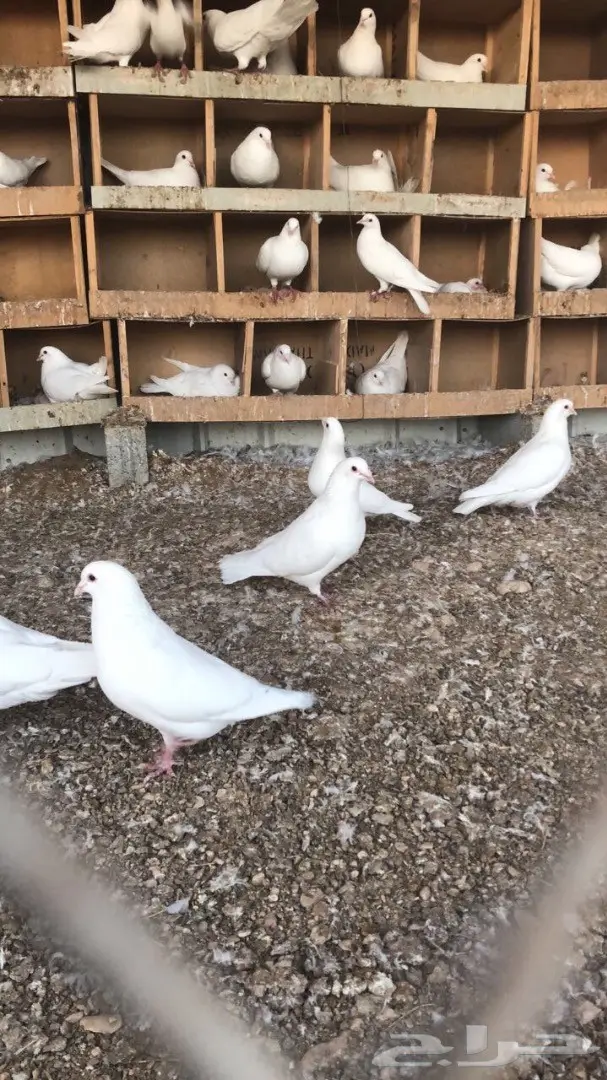 للبيع حمام لاحم فرنسي ابيض (image 2)