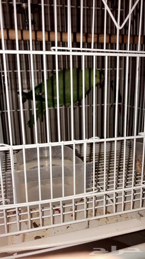 ببغاء درة  (image 1)