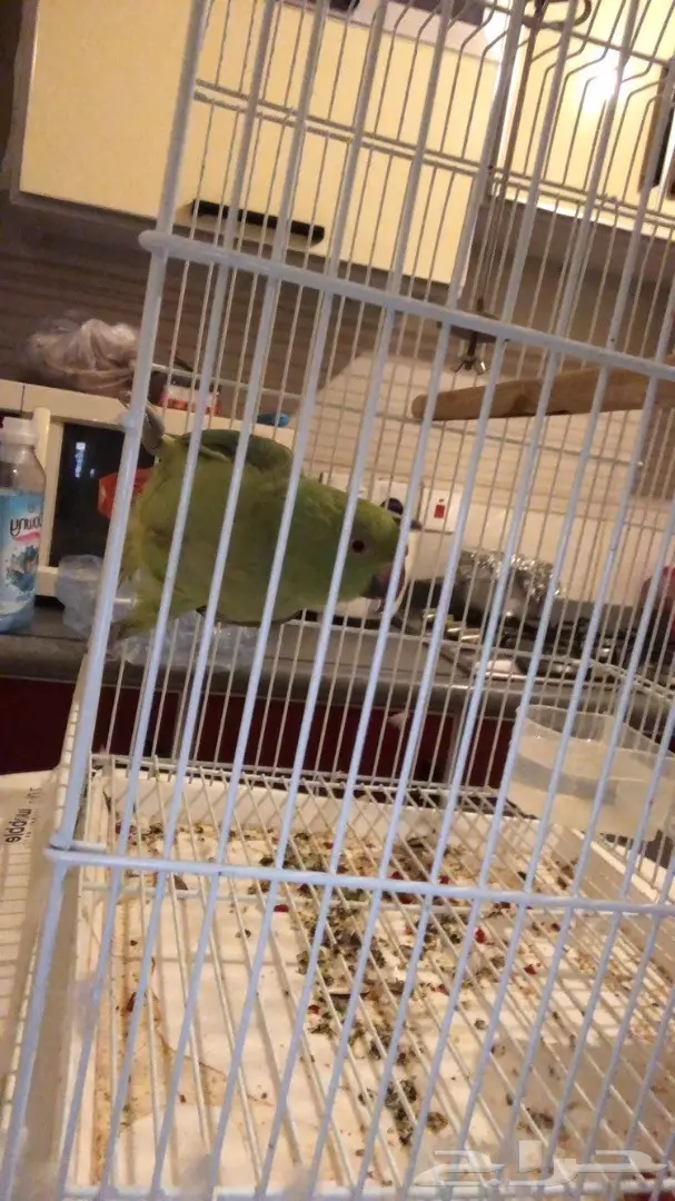 ببغاء درة  (image 5)