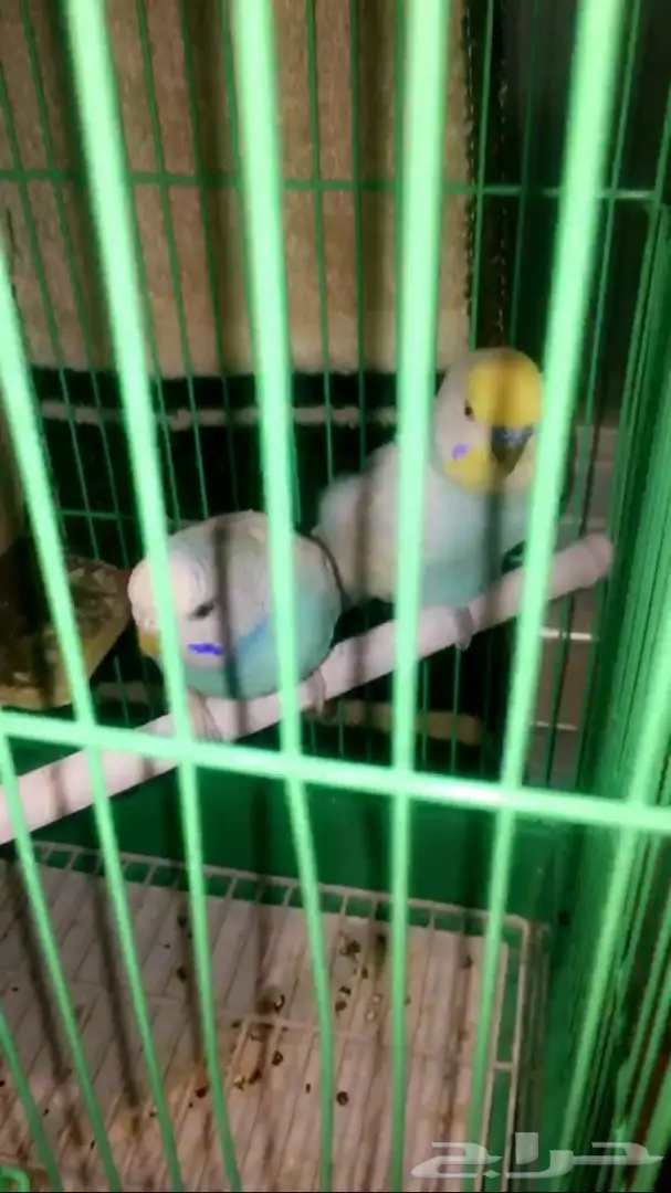 جوز بادجي هولندي لون جميل