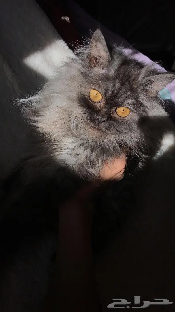 قطط للبيع  (image 1)