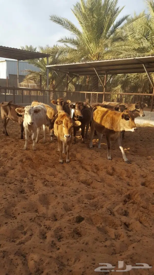 بقر عجلات سويسري ومناحل جيرس - فرصة لا تُفوّت!