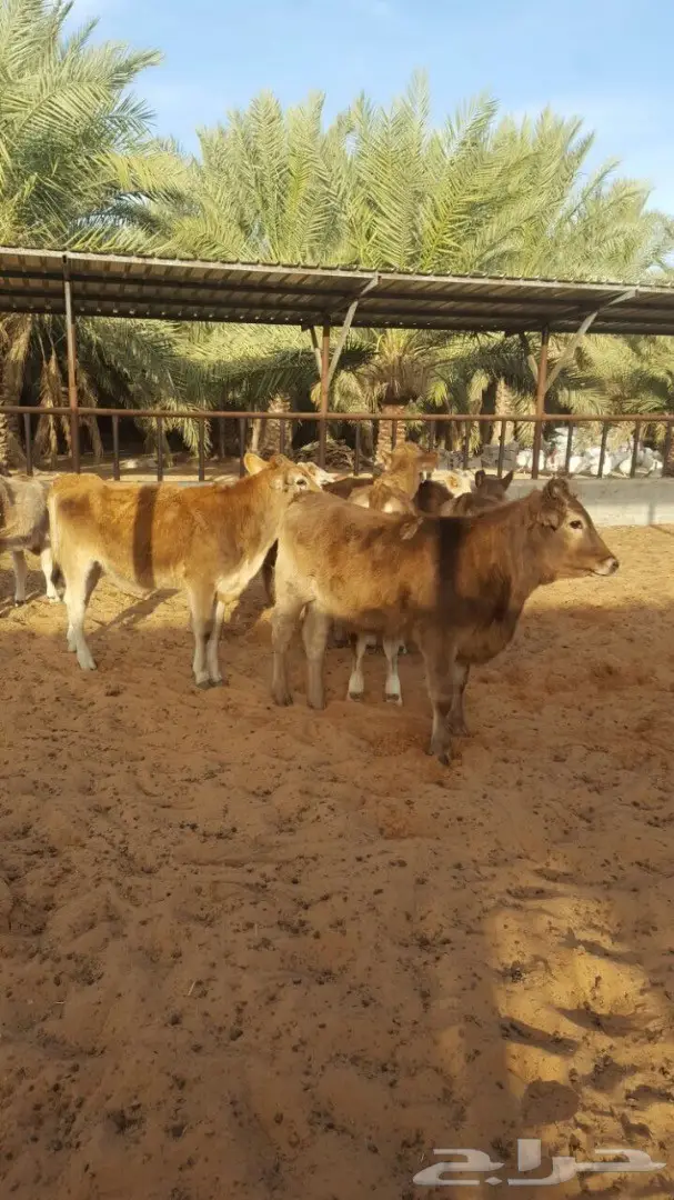 بقر عجلات سويسري ومناحل جيرس - فرصة لا تُفوّت! (image 3)