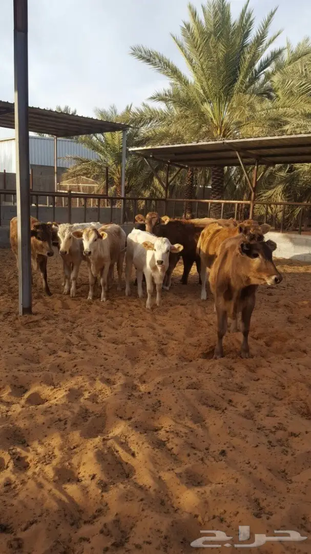 بقر عجلات سويسري ومناحل جيرس - فرصة لا تُفوّت! (image 4)