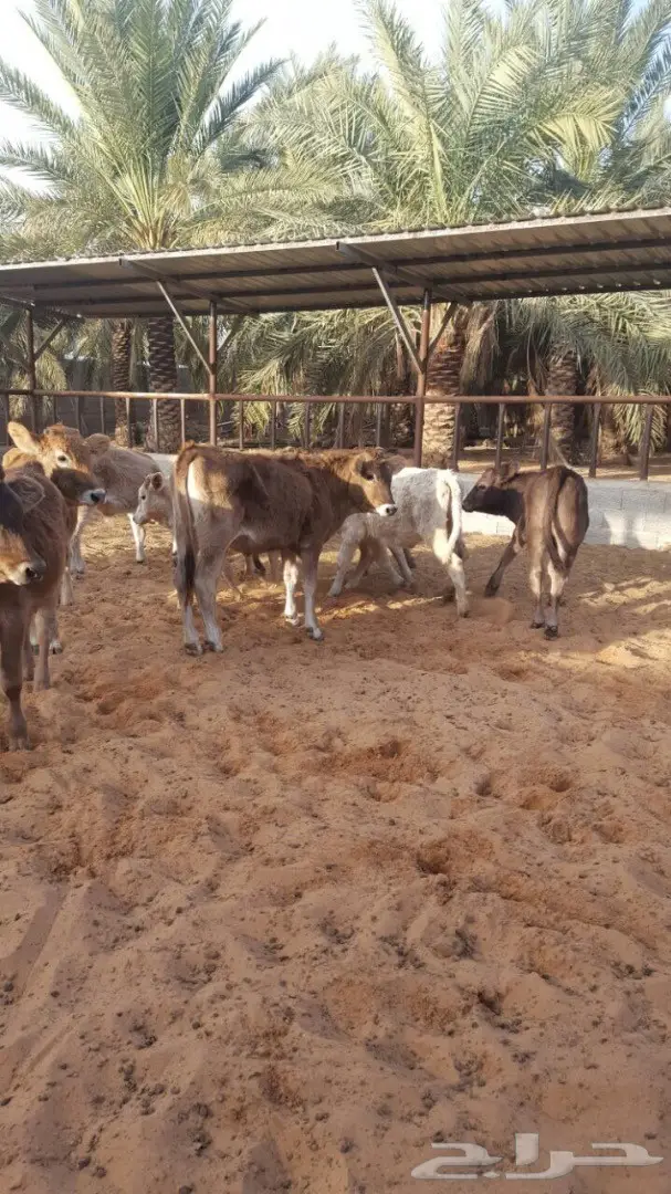 بقر عجلات سويسري ومناحل جيرس - فرصة لا تُفوّت! (image 5)