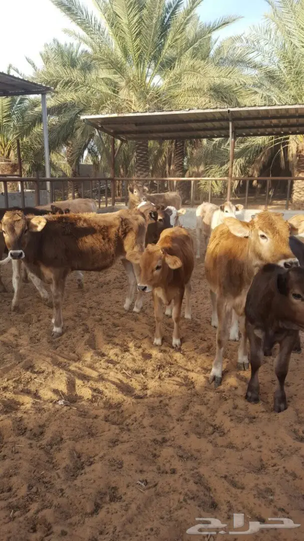 بقر عجلات سويسري ومناحل جيرس - فرصة لا تُفوّت! (image 6)