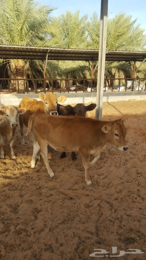 بقر عجلات سويسري ومناحل جيرس - فرصة لا تُفوّت! (image 8)