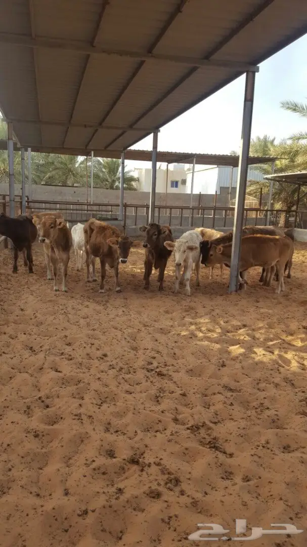 بقر عجلات سويسري ومناحل جيرس - فرصة لا تُفوّت! (image 11)