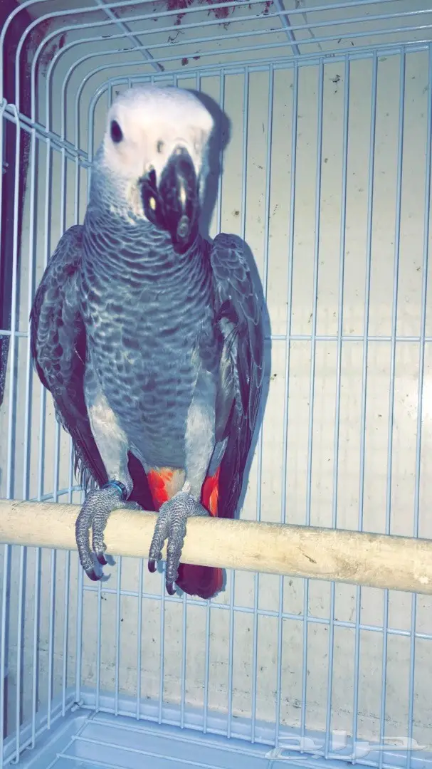 كاسكو فرخ من مزراعة النوادر 