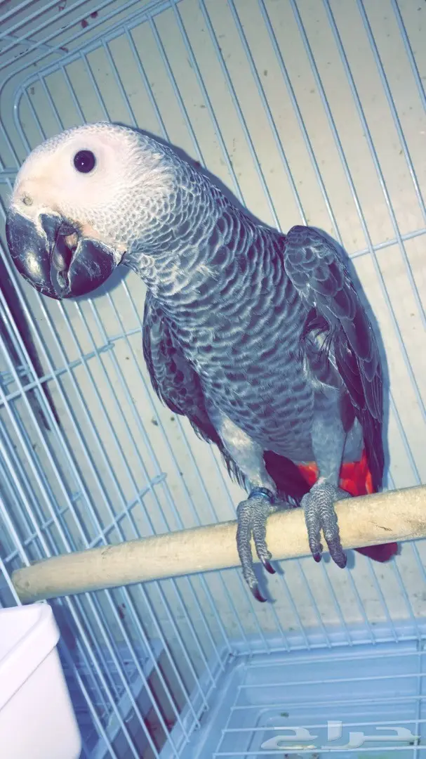 كاسكو فرخ من مزراعة النوادر  (image 1)