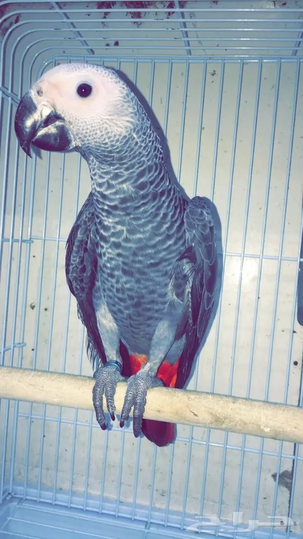 كاسكو فرخ من مزراعة النوادر  (image 2)