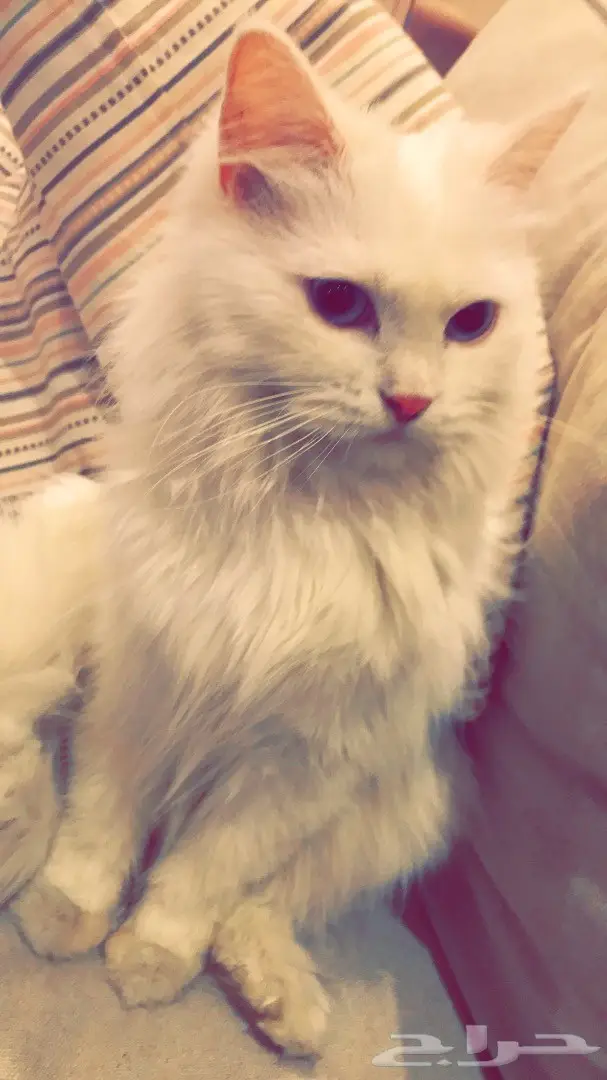 القطط موجوده في مكه لين الصباح بعدها في جده (image 3)