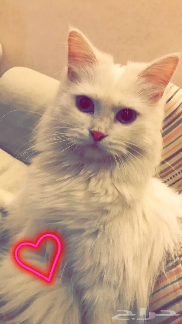 القطط موجوده في مكه لين الصباح بعدها في جده (image 4)