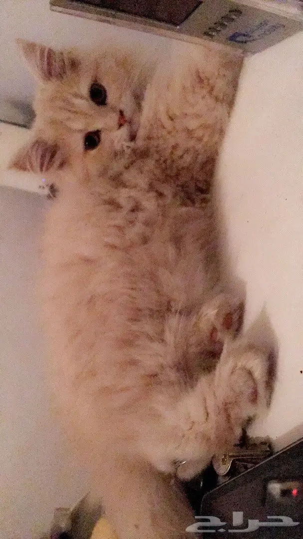 كيتن شيرازي ب 350 ريال