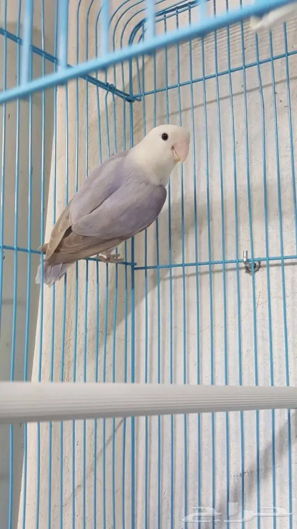 انثى روز باليد جاهزة