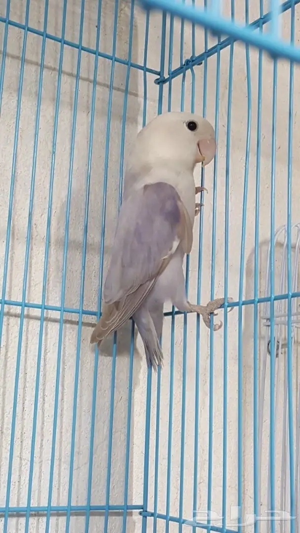 انثى روز باليد جاهزة (image 1)