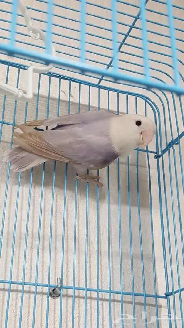 انثى روز باليد جاهزة (image 2)