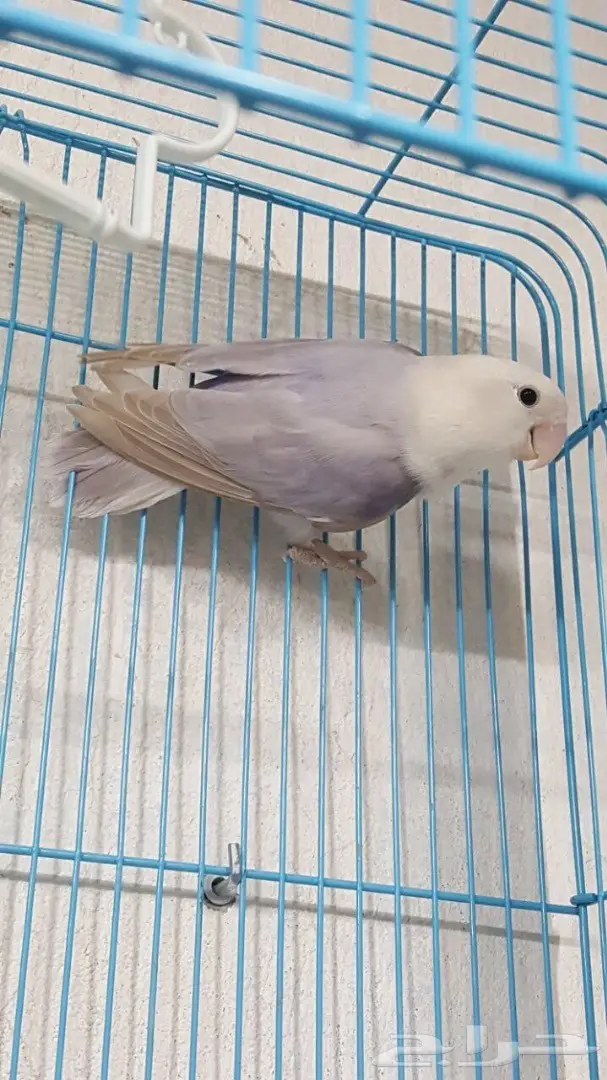 انثى روز باليد جاهزة (image 3)