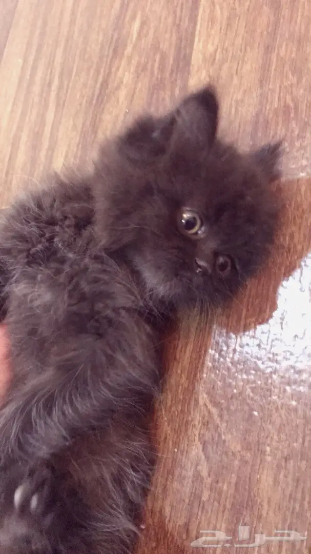 قط صغير للبيع