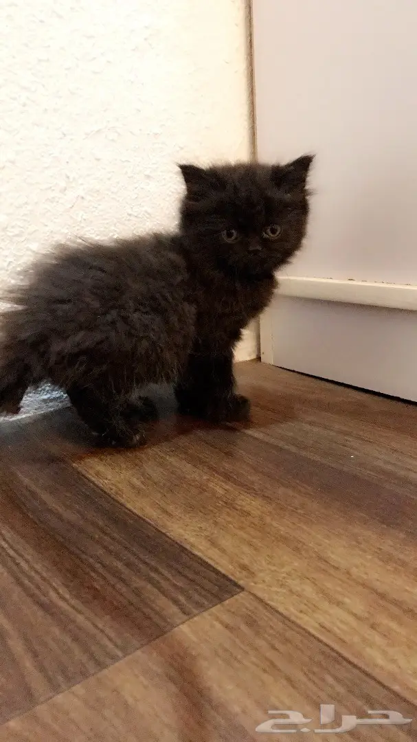 قط صغير للبيع (image 2)