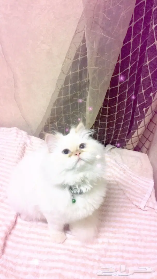 قطه هملايا اورنج للبيع 