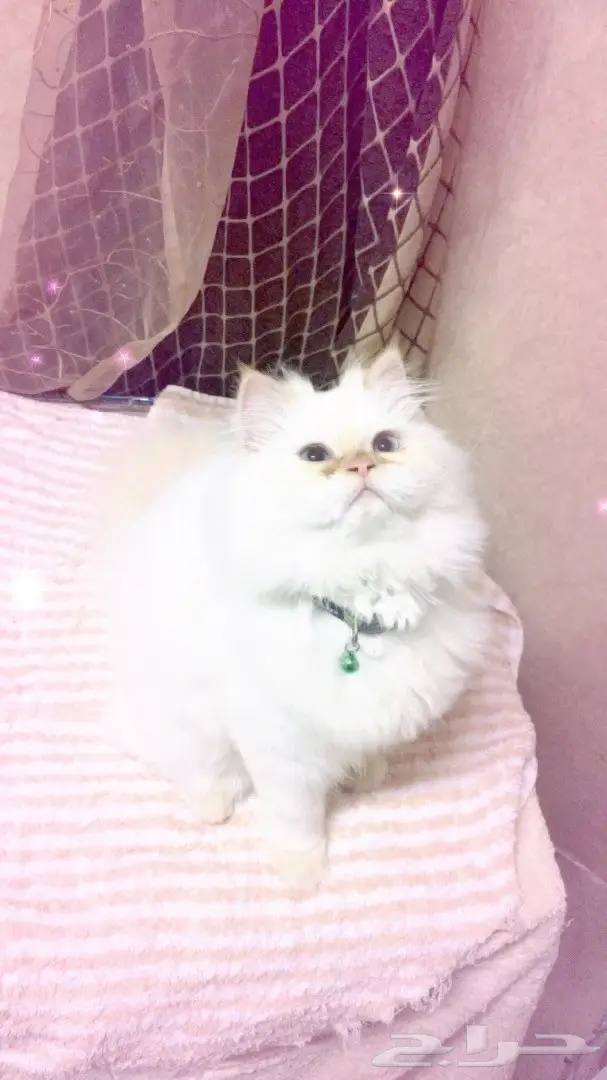 قطه هملايا اورنج للبيع  (image 1)