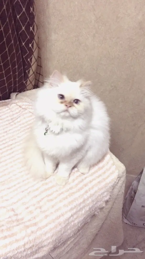 قطه هملايا اورنج للبيع  (image 2)