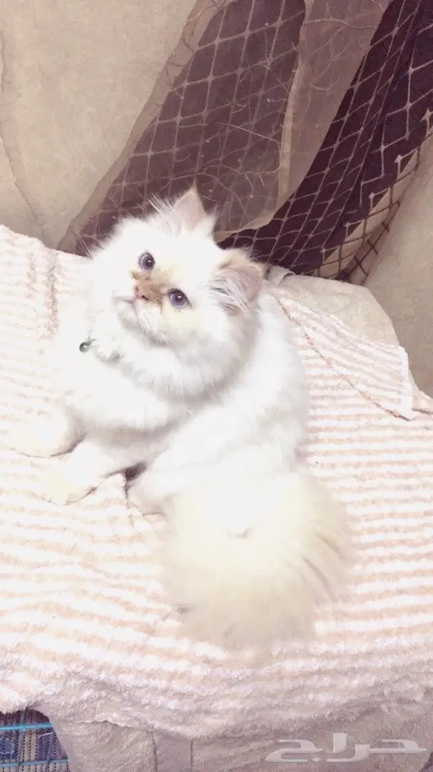 قطه هملايا اورنج للبيع  (image 3)