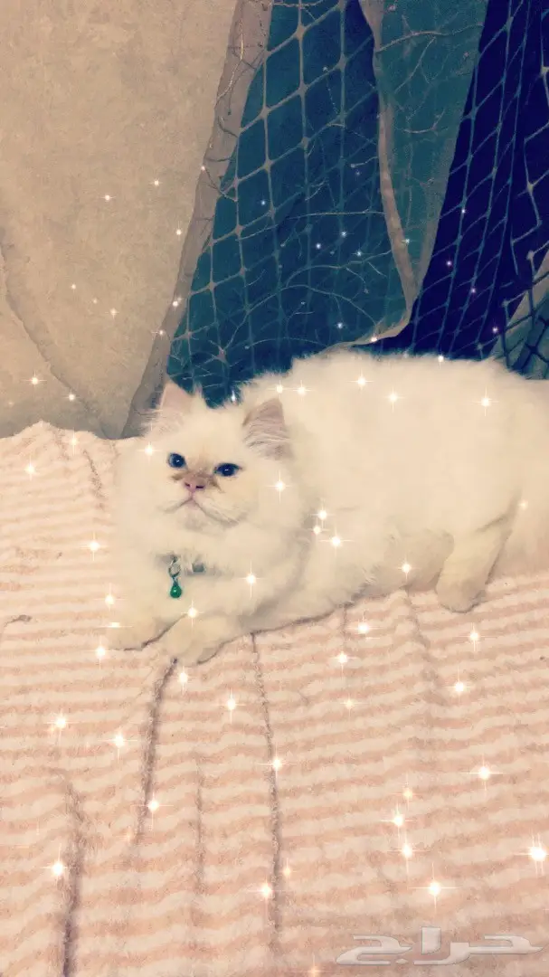 قطه هملايا اورنج للبيع  (image 4)