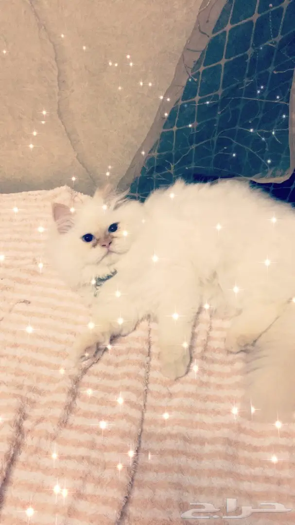 قطه هملايا اورنج للبيع  (image 5)