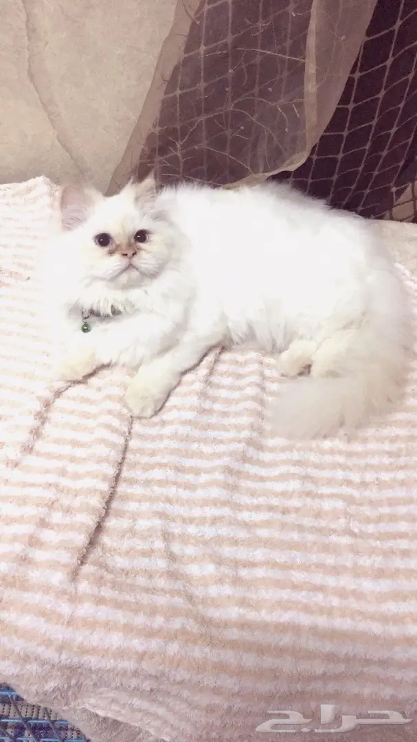 قطه هملايا اورنج للبيع  (image 6)