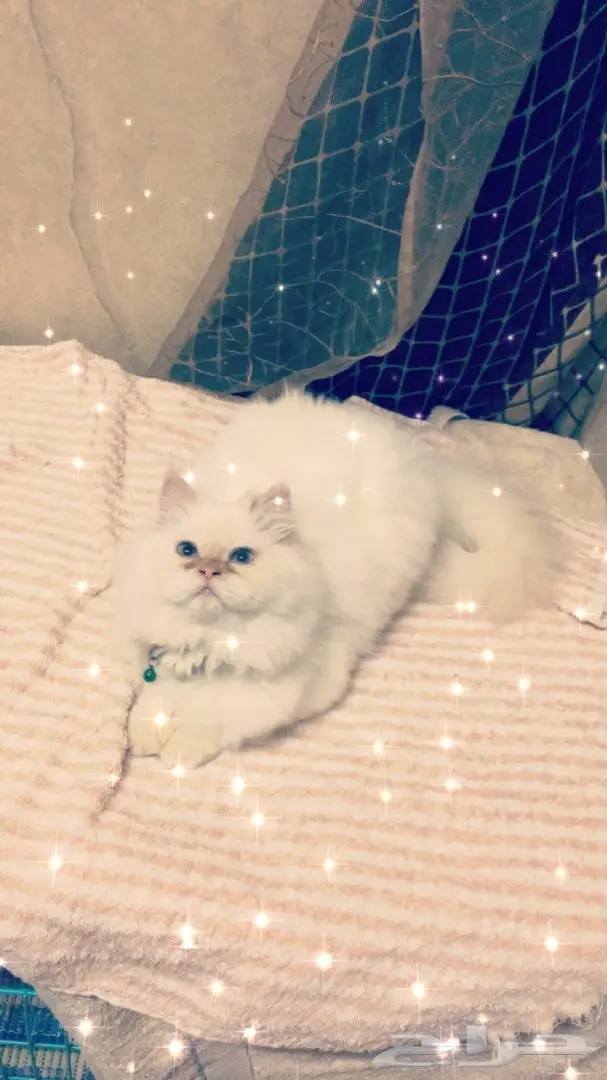 قطه هملايا اورنج للبيع  (image 7)