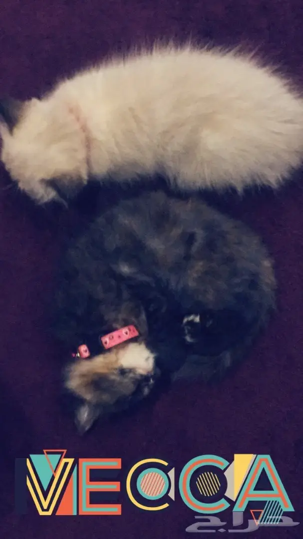 قطة شيرازي للبيع (image 2)