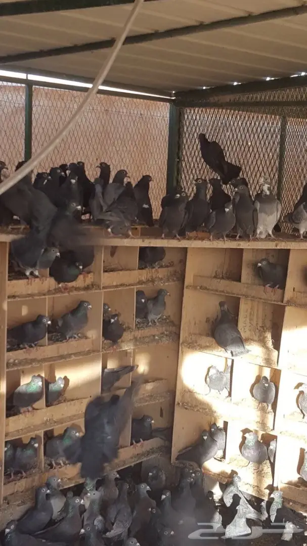 زاجل منقنبر اسود للبيع