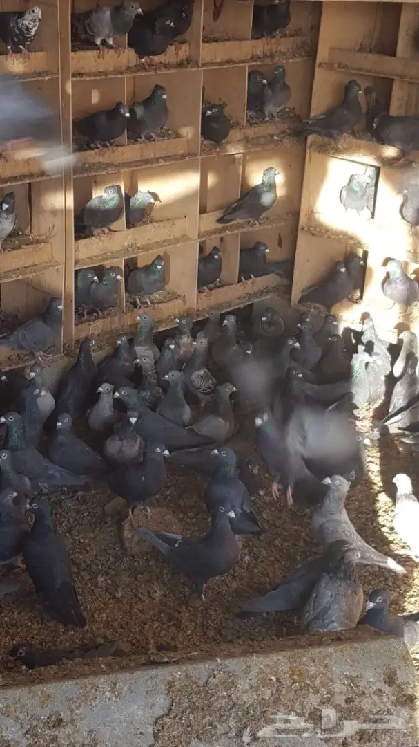 زاجل منقنبر اسود للبيع (image 1)