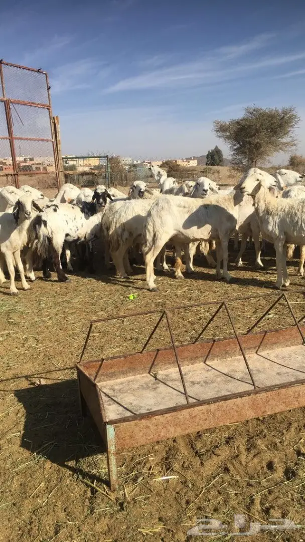 غنم حريه  (image 1)