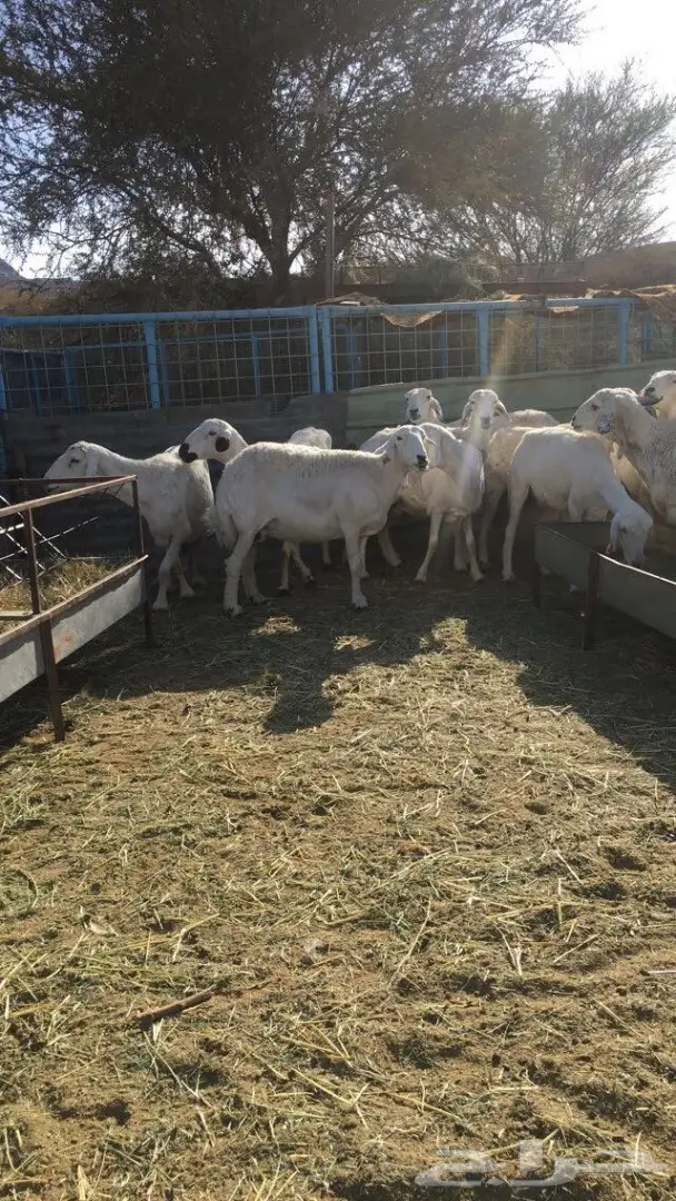 غنم حريه  (image 2)