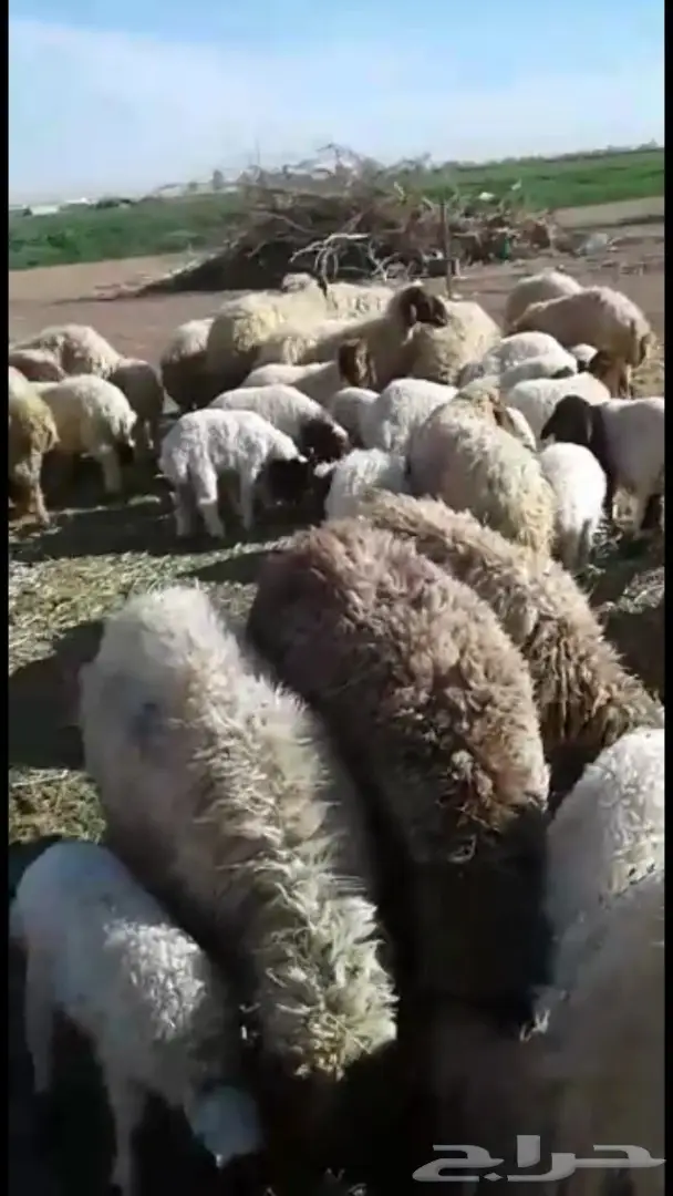 غنم رغايث مميز للبيع - فرصة لا تُفوّت! (image 1)