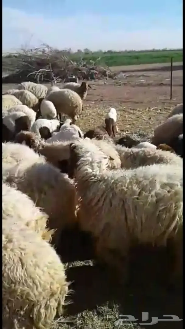 غنم رغايث مميز للبيع - فرصة لا تُفوّت! (image 2)