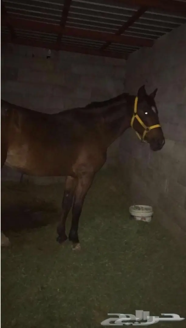 فرس للبيع (image 2)