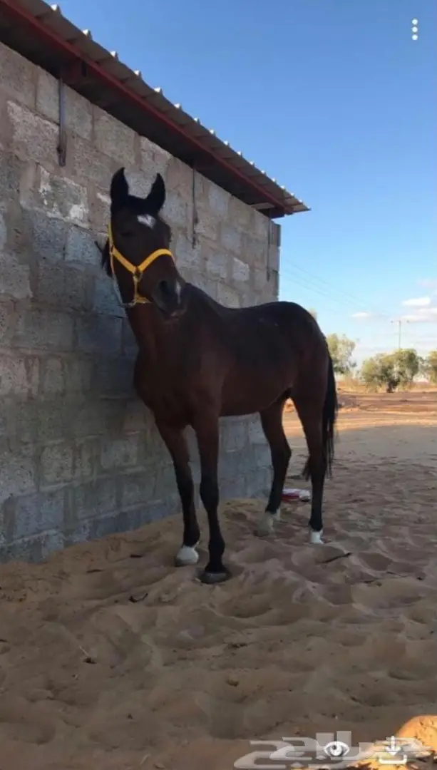 فرس للبيع (image 1)