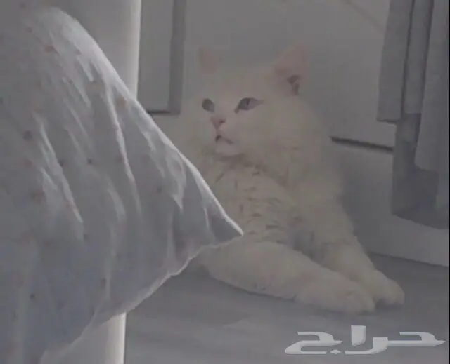 للبيع قطو (image 1)