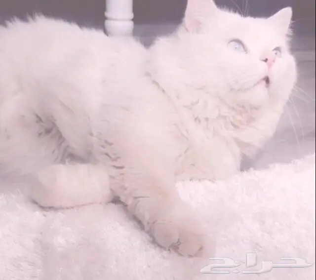 للبيع قطو (image 2)