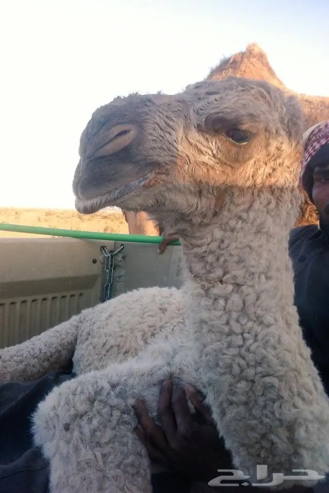 بعير منتج  (image 2)