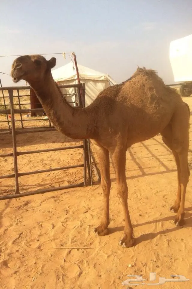بعير منتج  (image 3)